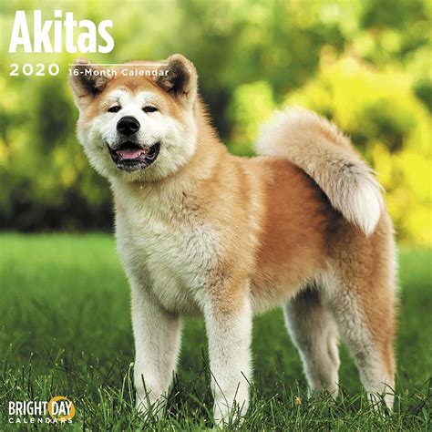 What's the Connection Between Helen Keller and Akita Dogs?