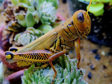 Yellow Grasshopper Photograph by Irina Kartasheva