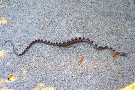 [Juvenile] Gray Rat Snake (Elaphe obsoleta spiloides) | Flickr