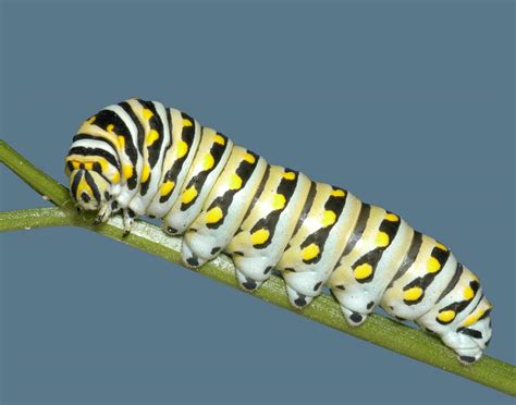 3 Common Butterfly Caterpillars | Mississippi State University Extension Service