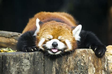 Meet the red panda, the world's most squee-worthy potential climate ...