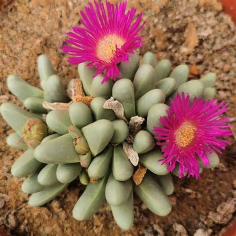 Argyroderma Fissum | Growing succulents, Drought tolerant plants, Stone plant