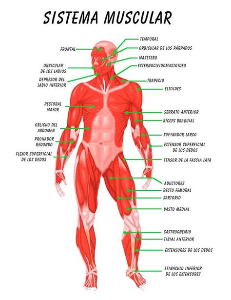 Sistema muscular del cuerpo | sus funciones y ¿como esta formado? | Muscular system, Human ...