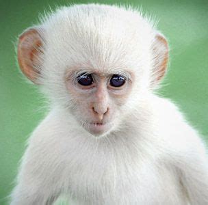 Image: A baby albino vervet monkey is seen in Kruger National Park ...