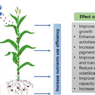 (PDF) Use of nano-fertilizers to improve the nutrient use efficiencies ...