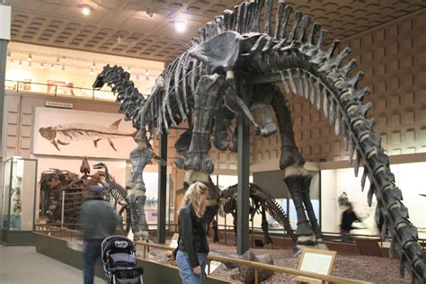 Peabody Museum's Great Hall of Dinosaurs to Undergo $30 Million Facelift | Connecticut Public Radio