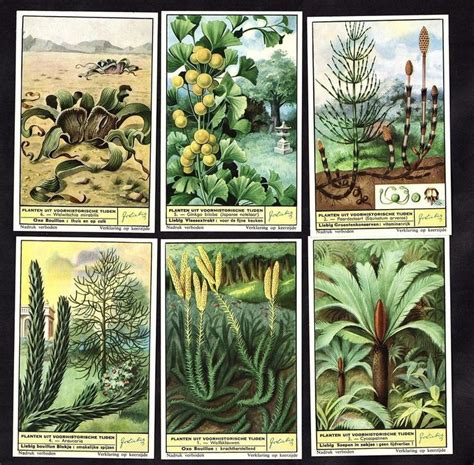 39 best images about Prehistoric Plants on Pinterest | Madagascar ...