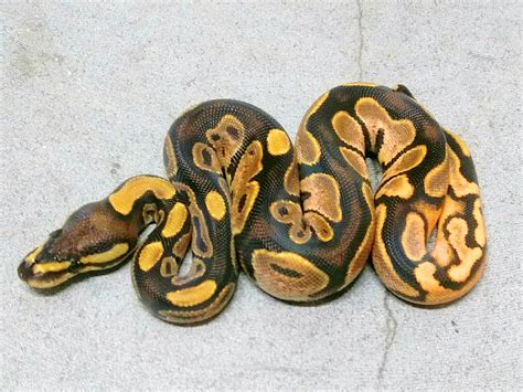 Morph List - World of Ball Pythons