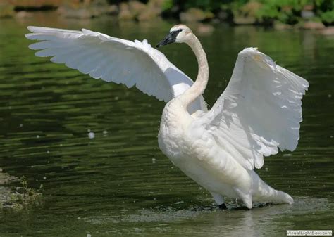 Trumpeter Swan Facts | Anatomy, Diet, Habitat, Behavior - Animals Time