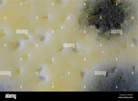 Moldy cheese hi-res stock photography and images - Alamy