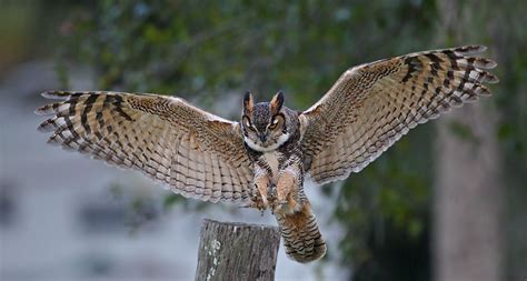 39+ Great Horned Owl Wingspan Images | angelinajoliecoolsagt