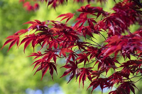 How Bloodgood Japanese Maples Grow: A Comprehensive Guide - My Heart ...