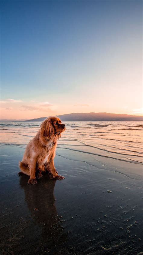 Dog standing on the beach | Dog wallpaper, Cute dog photos, Dog travel