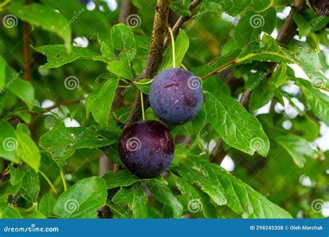 Ripe Plums on Green Branches in the Garden. a Few Fresh Juicy Round Red ...