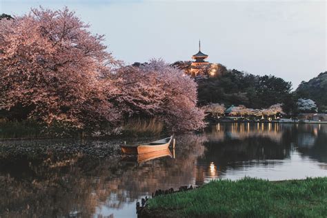 Cherry Blossom Yokohama 18 - City and See Travel Blog