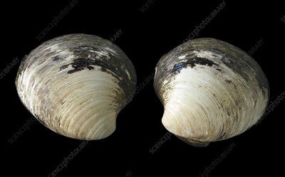 Quahog clam - Stock Image - C001/0310 - Science Photo Library