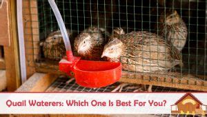 Quail Waterers: Which One Is Best For You?