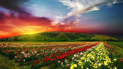 flower garden 4k Ultra HD Wallpaper and Background Image | 3840x2160 ...