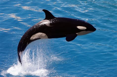 Orca Facts | Killer Whale Facts | DK Find Out