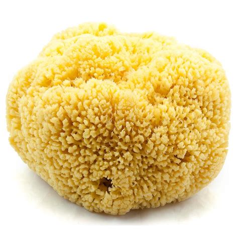 Natural Yellow Sea Sponge, 9" Extra Large — Fendrihan