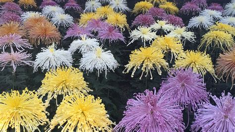 The chrysanthemum culture in Japan: beautiful, auspicious and royal - CGTN