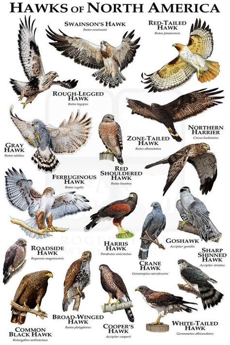 an image of hawks of north america with their names in english and ...