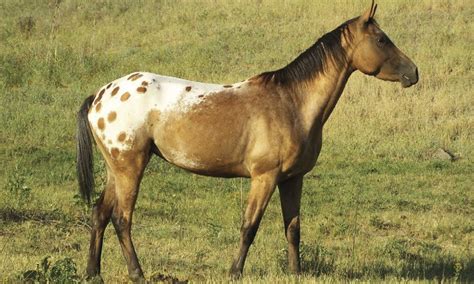 The Nez Perce Horse - COWGIRL Magazine American Saddlebred Horses ...