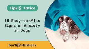 15 Easy-to-Miss Signs of Anxiety in Dogs