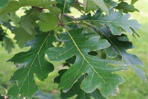 Bur Oak leaf — Ontario Native Plant Nursery | Container Grown | (705 ...