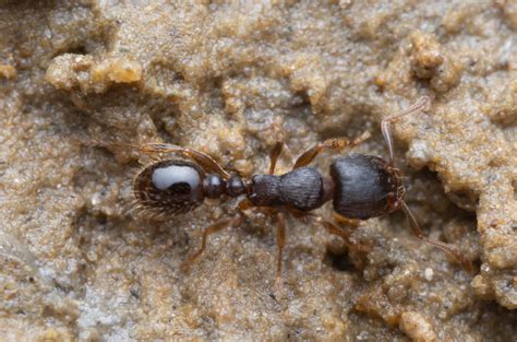 Tetramorium caespitum | Tetramorium caespitum | Flickr