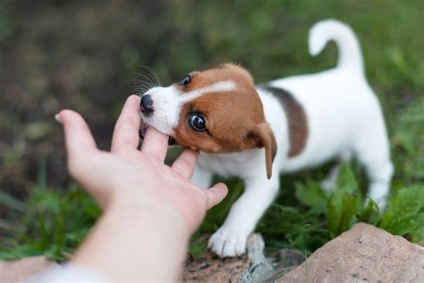 My Puppy Keeps Biting Me Aggressively - Stop Aggressive Biting In Minutes - Dog Coaching Academy