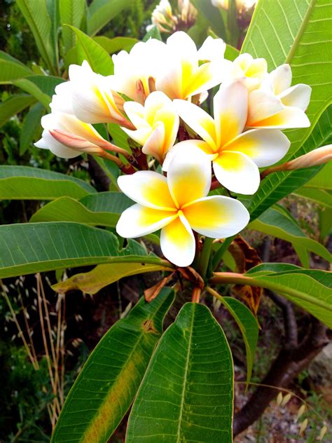 Frangipanis | Frangipani, Plumeria, Plants