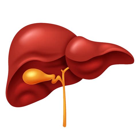 Healthy Liver resolution | Liver Transplant in chennai | Chennai Liver ...