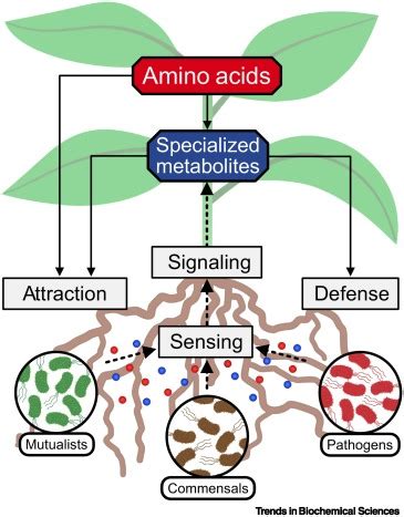 News about amino acid metabolism in plant–microbe interactions: Trends in Biochemical Sciences