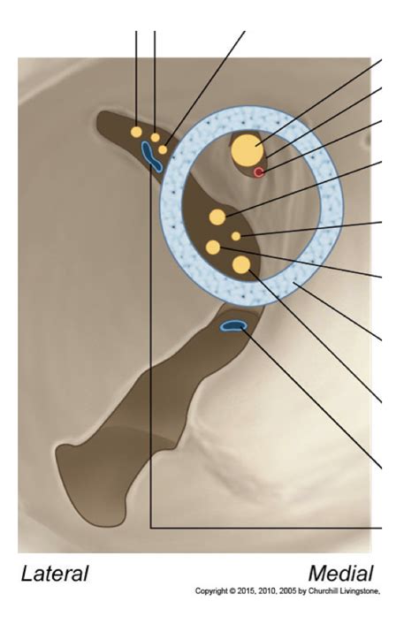 Common tendinous ring Diagram | Quizlet