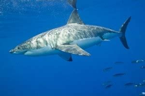 Shark Conservation