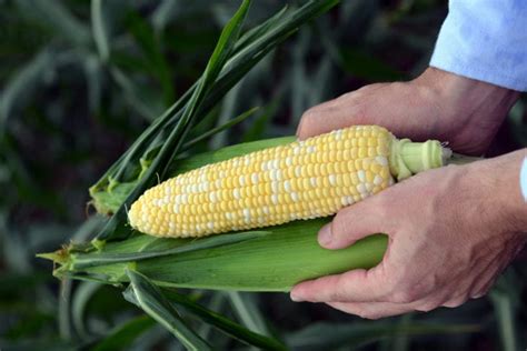 Growing and Harvesting Sweet Corn - Growing Magazine