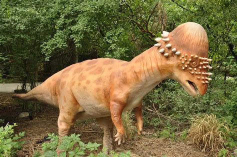 Pachycephalosaurus | Dinosaurs - Pictures and Facts