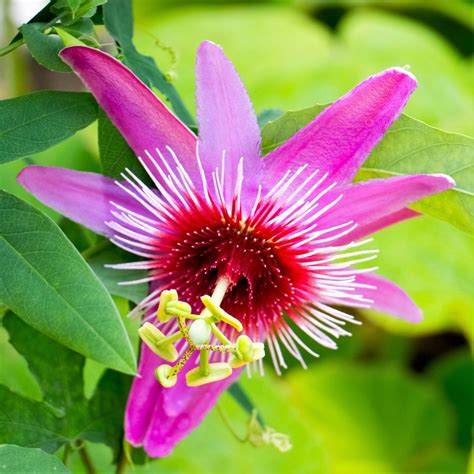 Free photo: Passion Flower - Blooming, Flower, Fragrance - Free Download - Jooinn