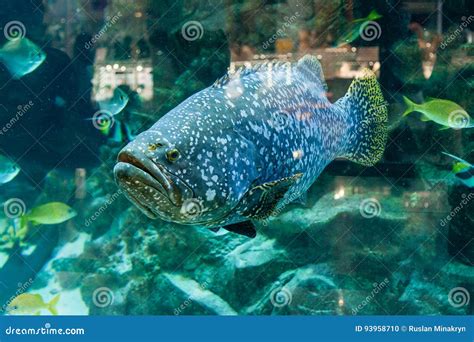 Big Grouper Close Up And Reef Shark On Background, Scuba Diving Royalty-Free Stock Image ...