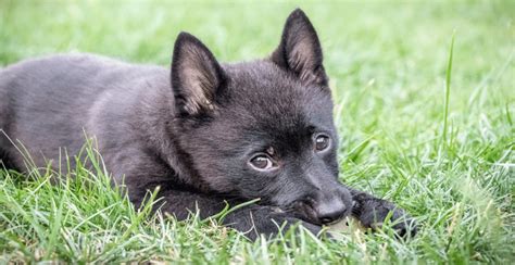 Schipperke Breed Guide (Lifespan, Size & Characteristics)