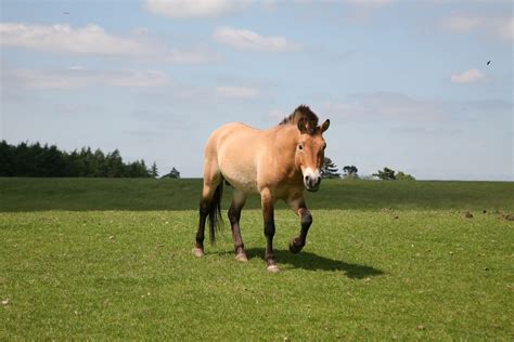 Przewalski’s Horse | Woburn Safari Park