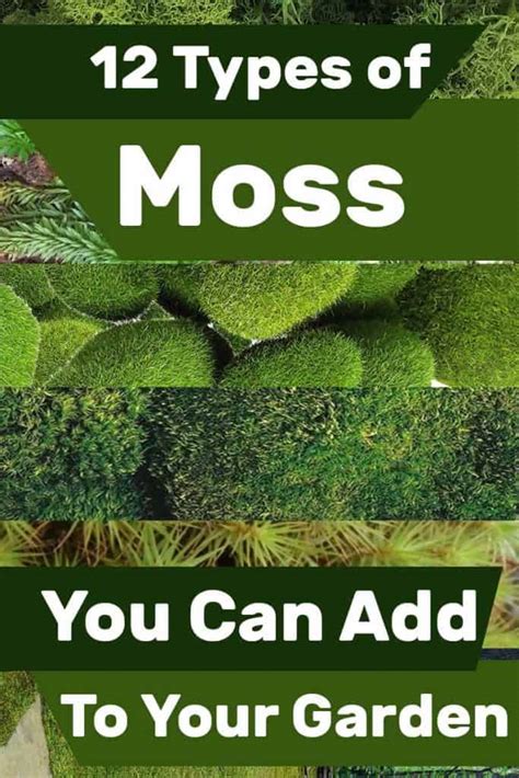 16 types of moss you should know about