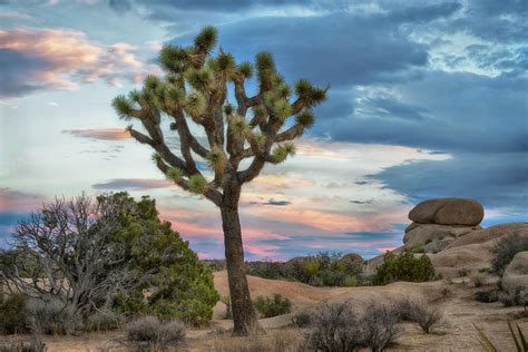 Joshua Tree Sunrise Photograph by Dave Dilli - Fine Art America