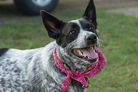 A Complete List of 500 Best Australian Cattle Dog Names 2024