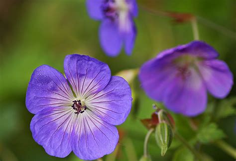 Photo #45829 | Geranium Rozanne™ PP12175 | plant lust