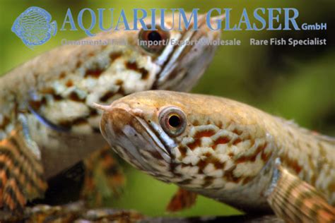 Channa bleheri - Aquarium Glaser GmbH