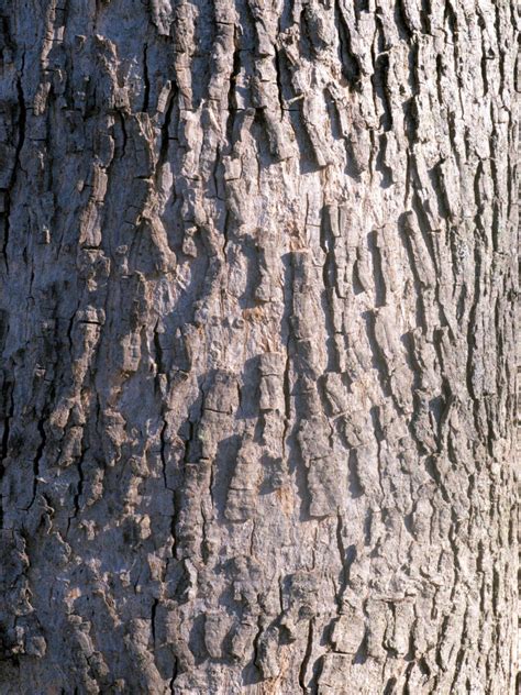 Bitternut Hickory - Carya Cordiformis | Deciduous Trees | Cold Stream Farm