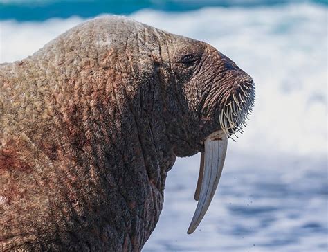 9 Walrus Facts About The Tusked Arctic Giants