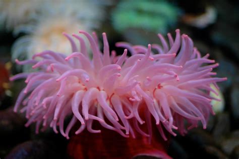 Sea Anemone Facts | Sea Anemone In The Florida Keys